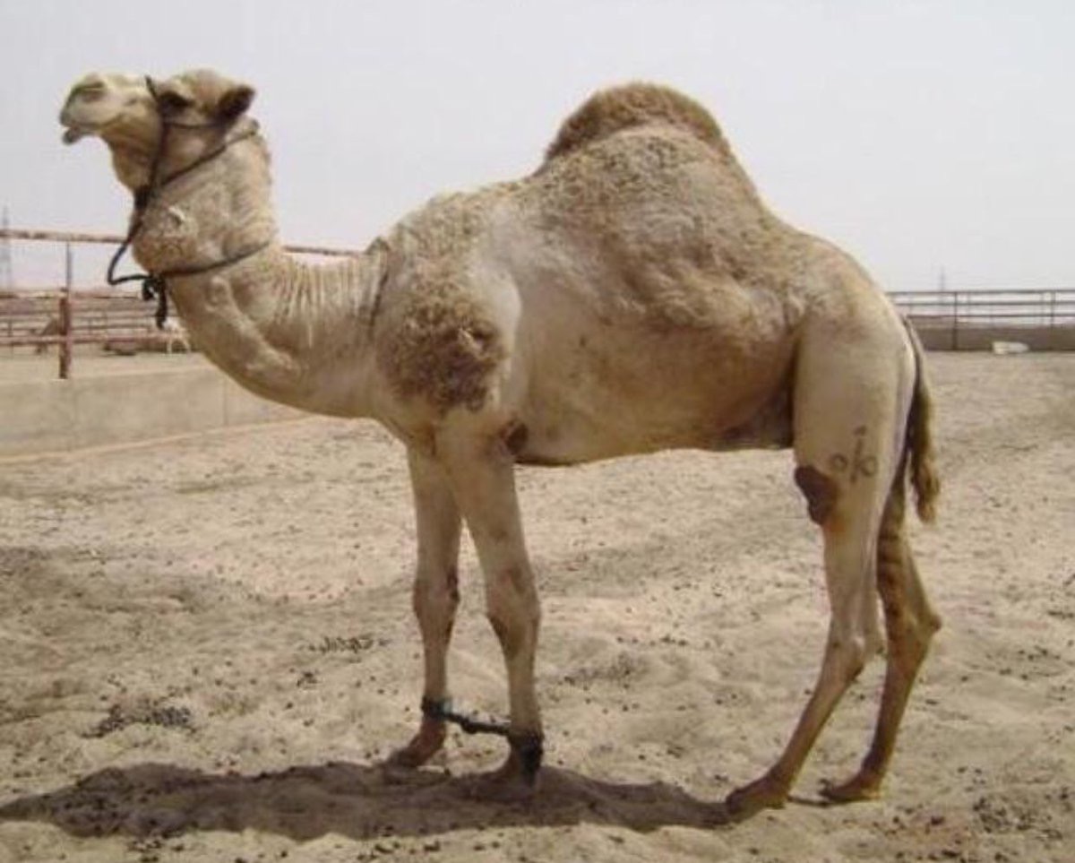 الفحل 10