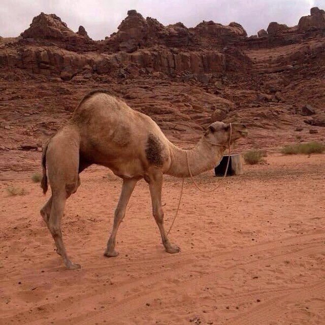 الفحل 11