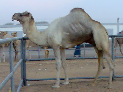 الفحل 32