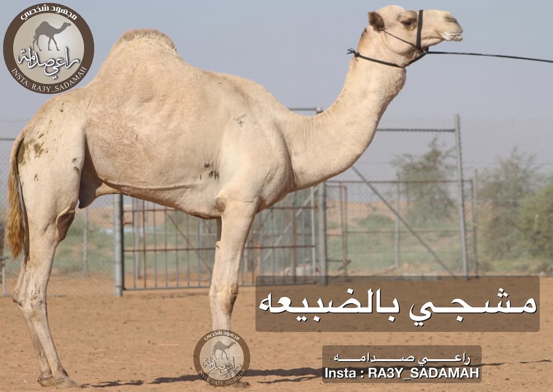 الفحل 28