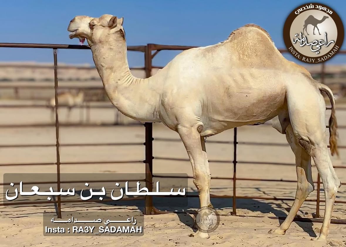الفحل 24