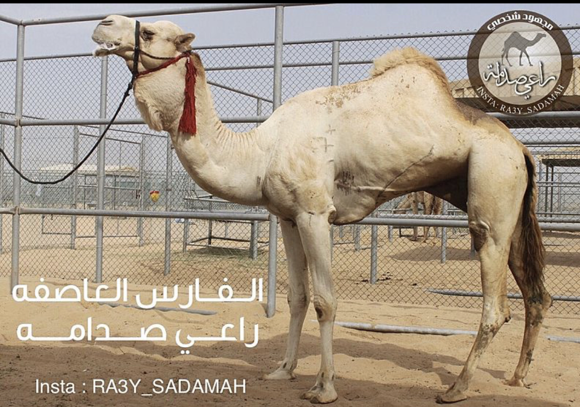 الفحل 14