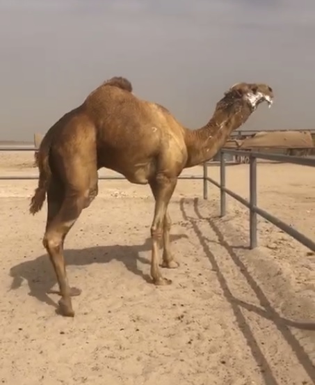 الفحل 21