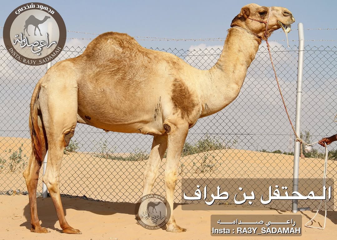 الفحل 27
