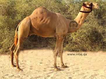 الفحل 34