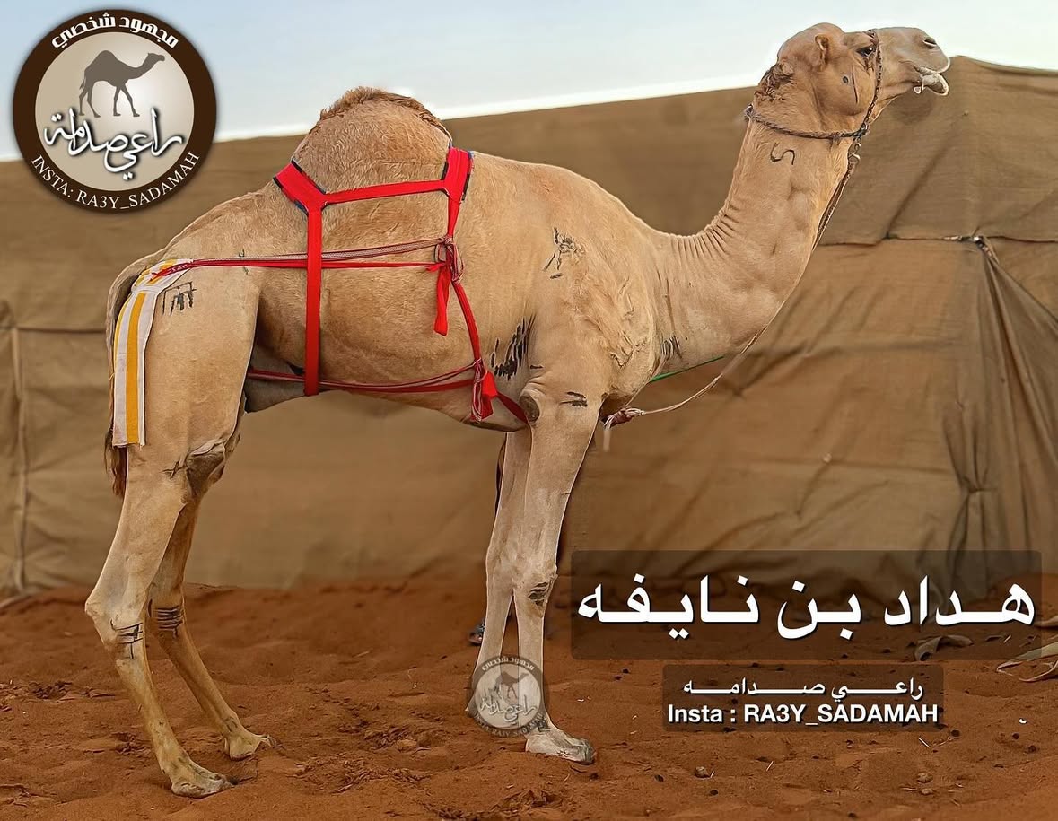 الفحل 22