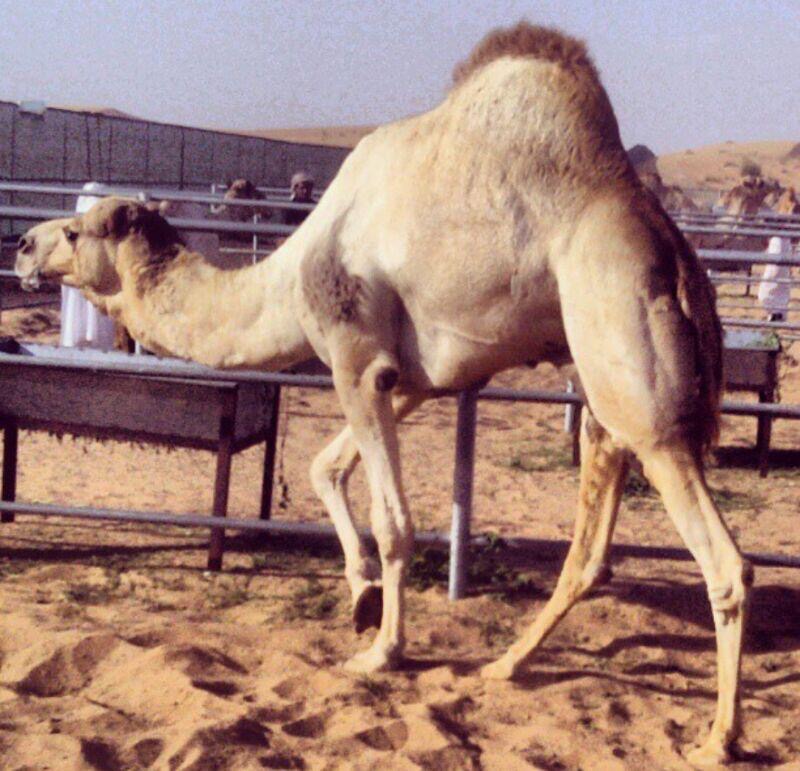 الفحل 18
