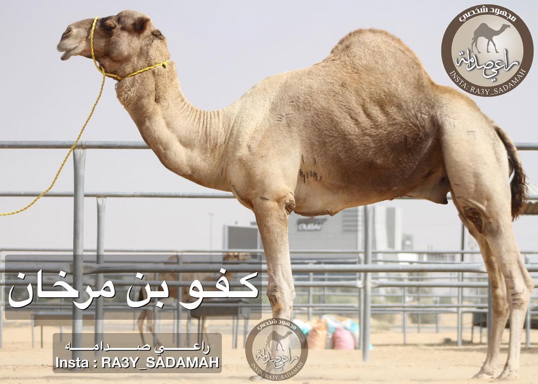 الفحل 29