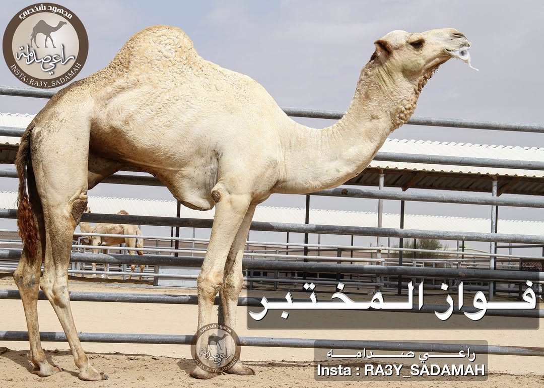 الفحل 26