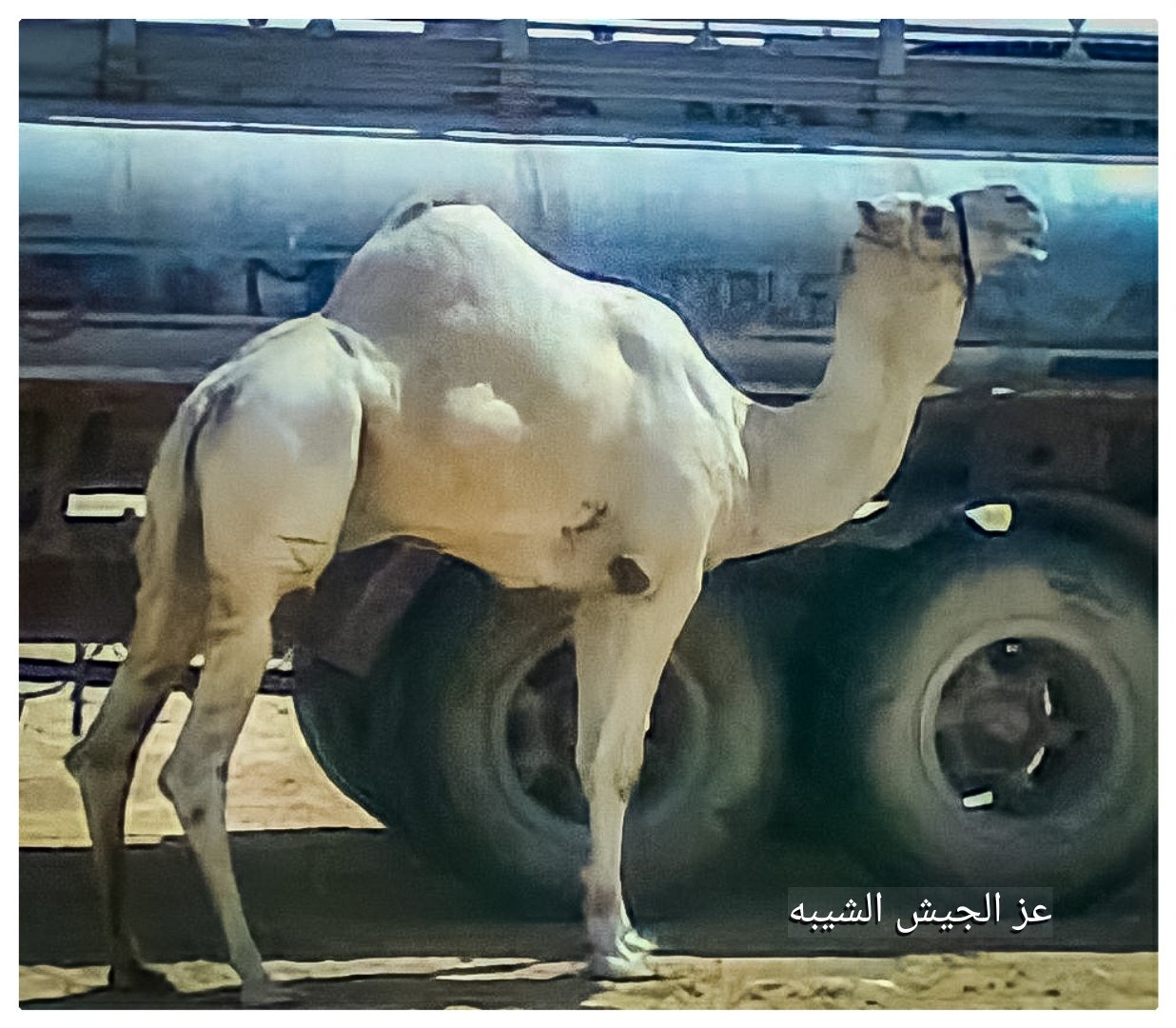 الفحل 7