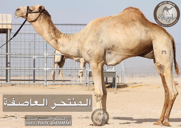 الفحل 23
