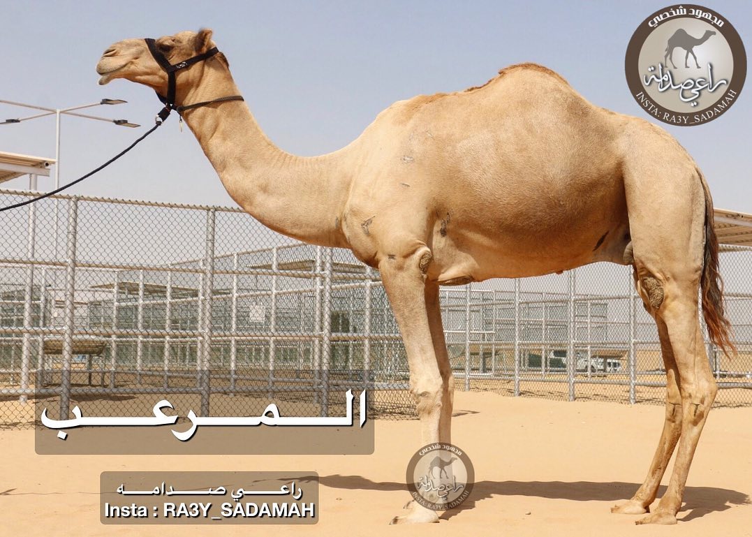 الفحل 30