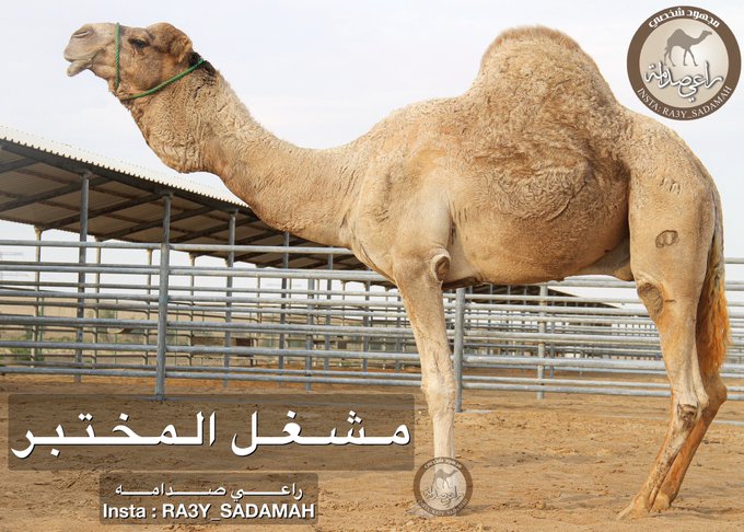 الفحل 31