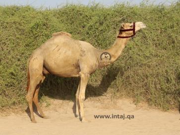 الفحل 8