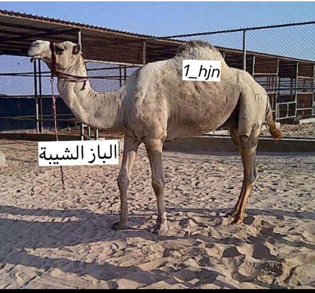 الفحل 9